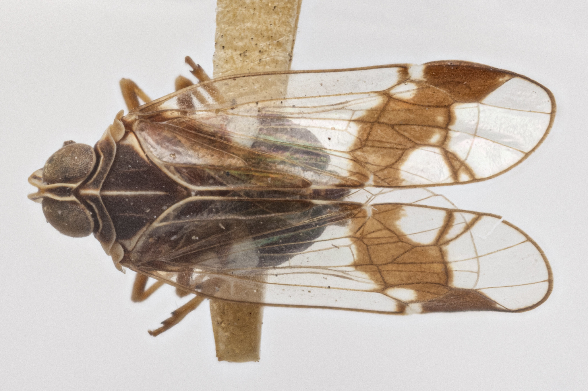 Habitus, dorsal view: (Observation).