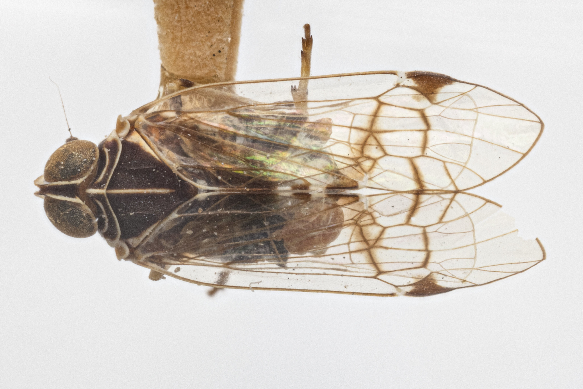 Habitus, dorsal view: !! display not done !! on Oeclidius (Oeclidius) carolus Ball, 1934: (Observation).