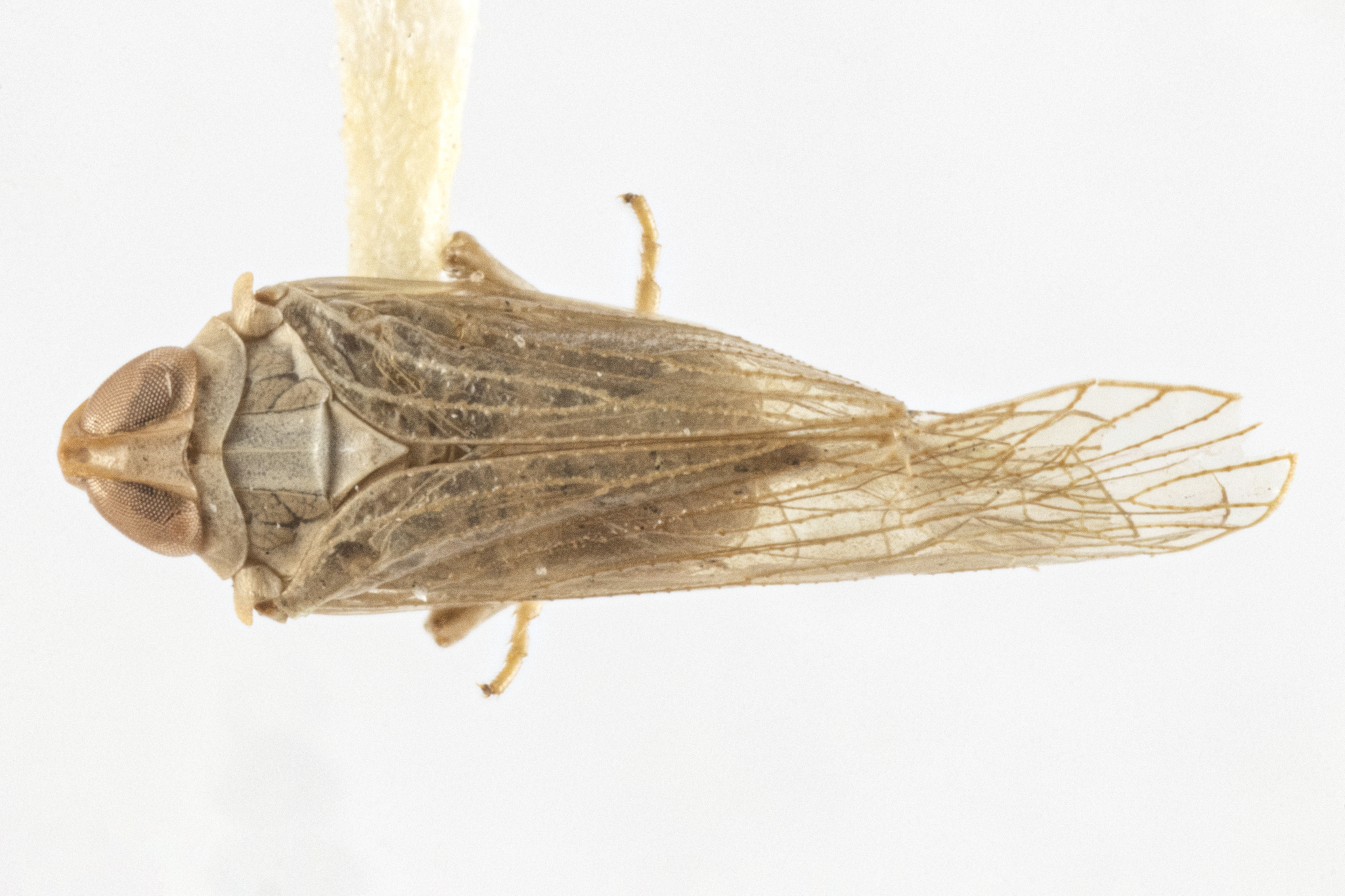 Habitus, dorsal view: (Observation).