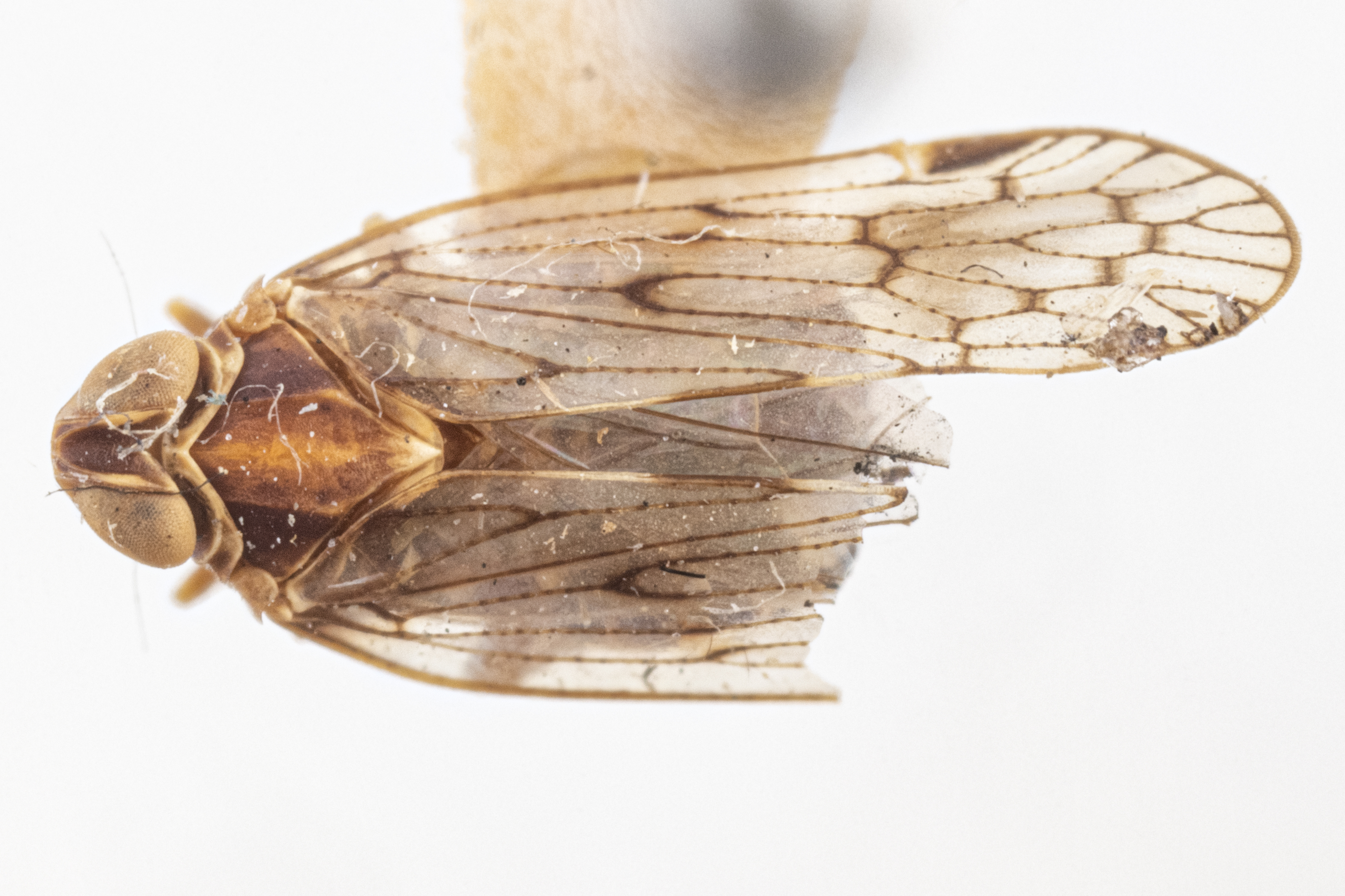 Habitus, dorsal view: !! display not done !! on Lapsium difficile (Van Duzee, 1912): (Observation).