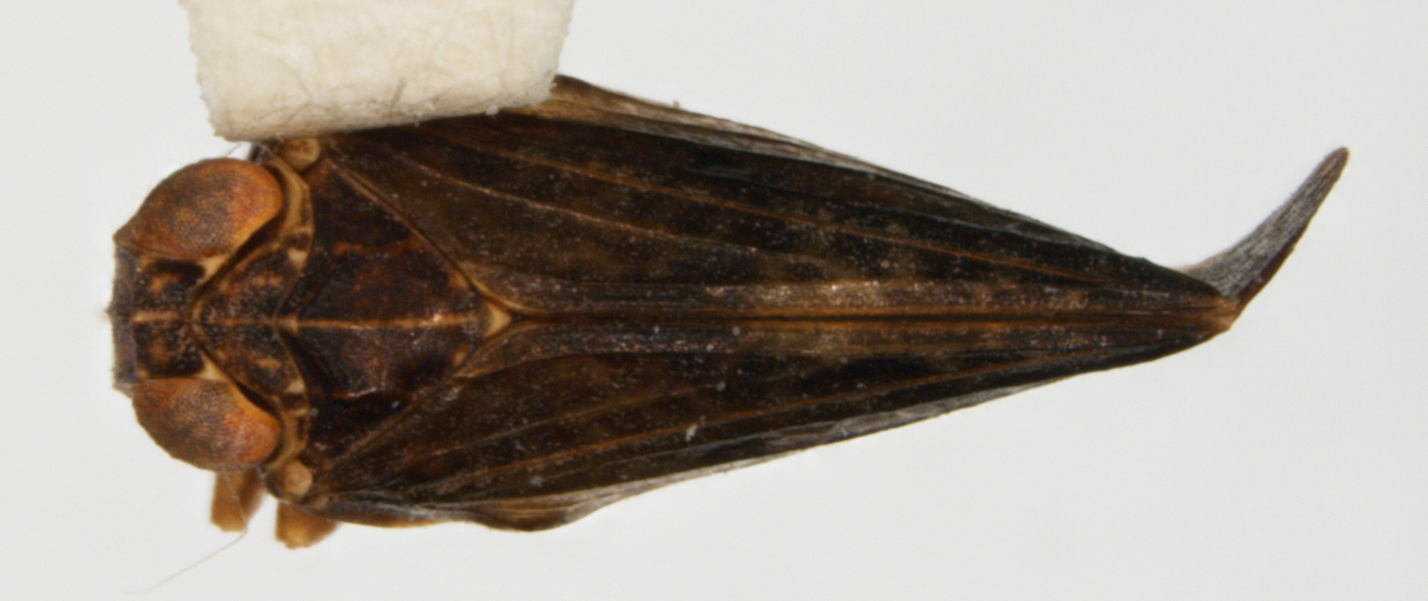 Habitus, dorsal view: !! display not done !! on Colpoptera nana Dozier, 1931: (Observation).