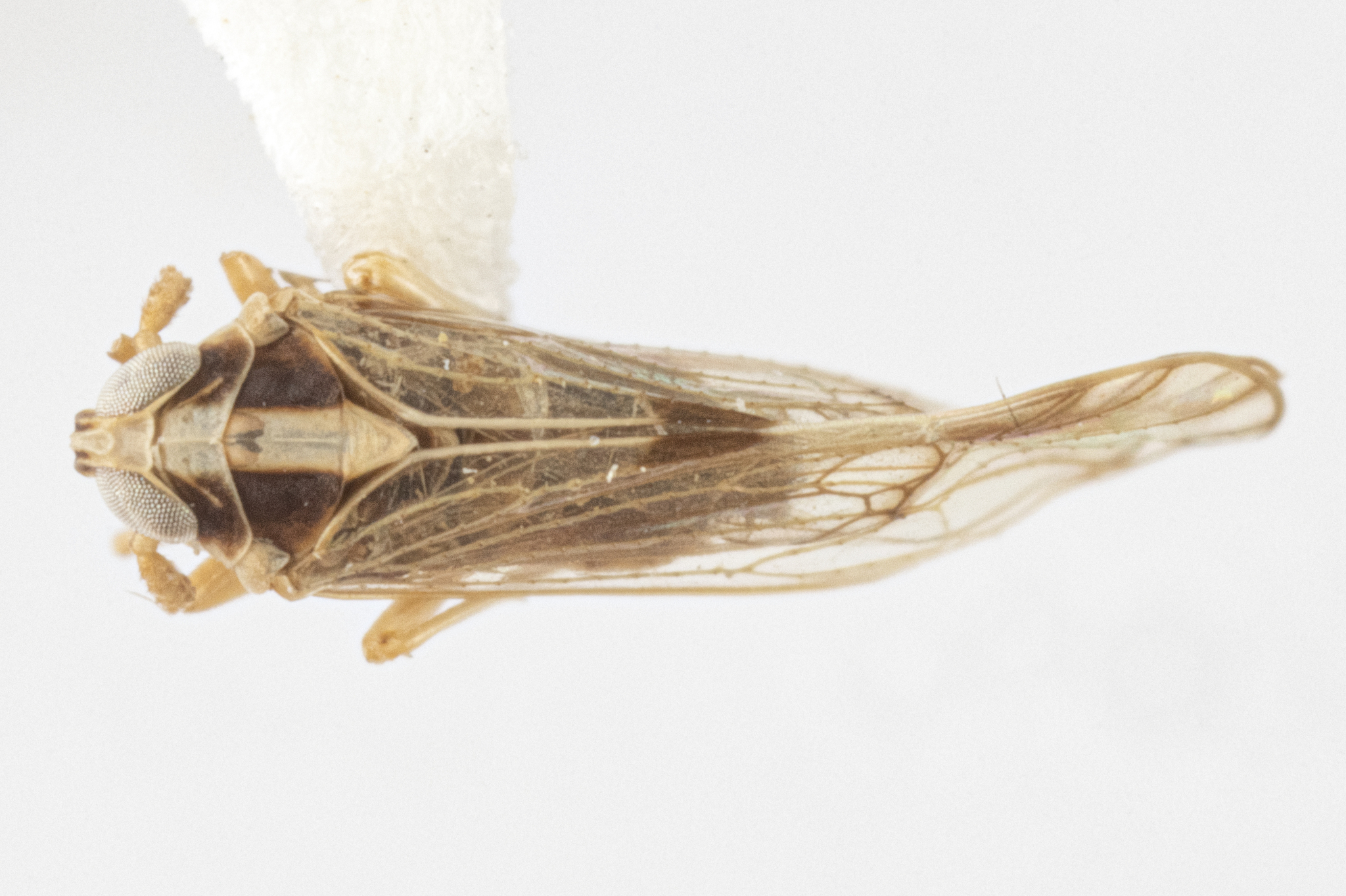 Habitus, dorsal view: !! display not done !! on Tagosodes Asche & Wilson, 1990: Tagosodes cubanus (Crawford, 1914). (Observation).