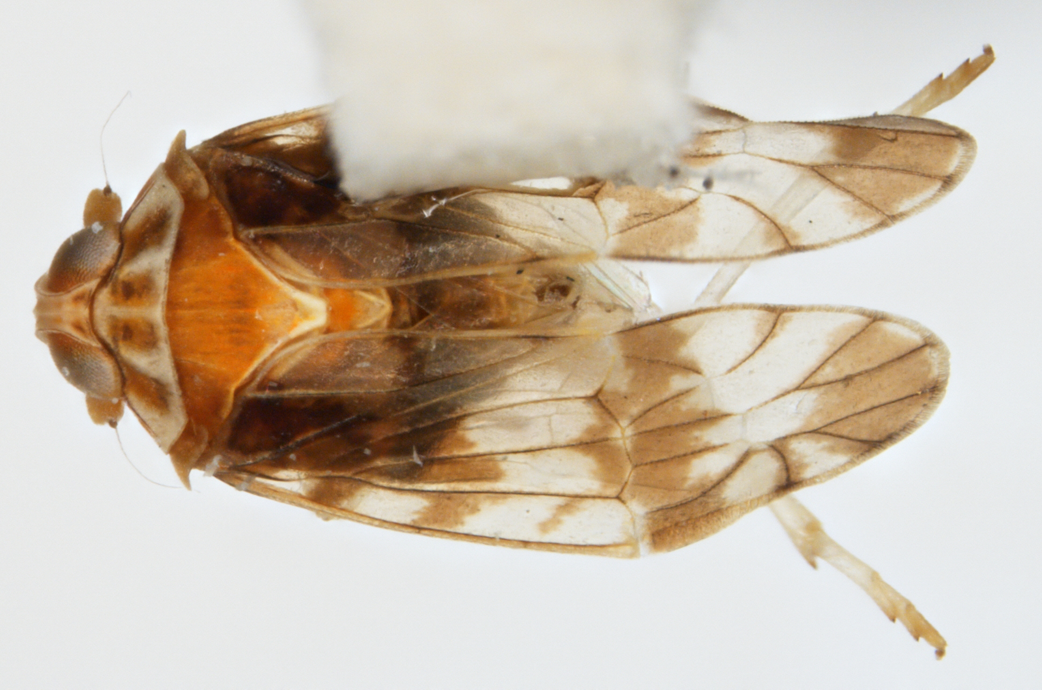 Habitus, dorsal view: !! display not done !! on Prosotropis Uhler, 1895: Prosotropis rubiginosa Fennah, 1942. (Observation).