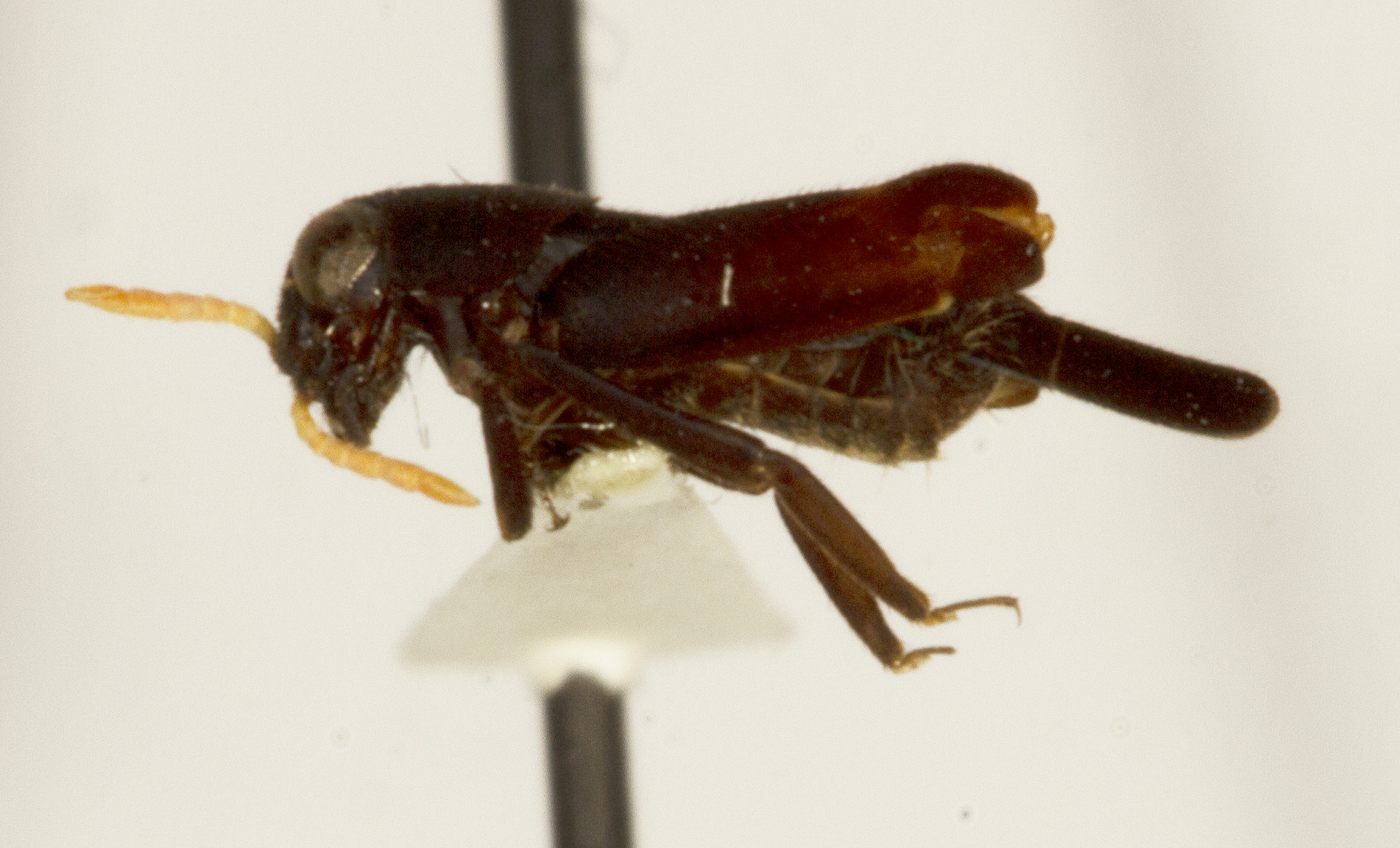CollectionObject 1527134; 30f943e6-34e7-4be5-98d3-fdc81b679b7d: male, lateral view (holotype). (CollectionObject).