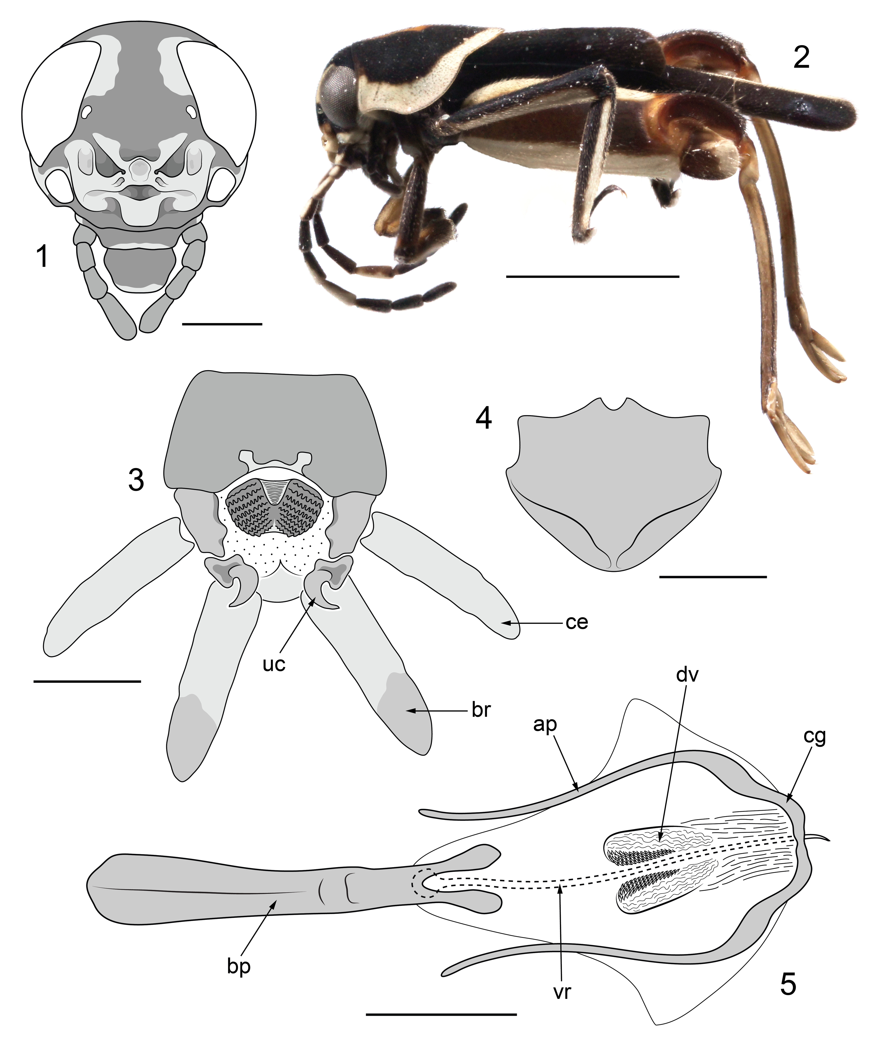 CollectionObject 1513058; e1466c8b-f6e9-4729-9769-3d4ef8efe4d6: Figs 1-5. Holotype male. 1, frontal view of head capsule (scale 0.5 mm); 2, lateral habitus (scale 2.0 mm); 3, dorsal view of terminalia (scale 0.25 mm); 4, ventral view of subgenital plate (scale 0.25 mm); 5, dorsal view of phallic complex (scale 0.25 mm). For abbreviations, see published figure. (CollectionObject).
