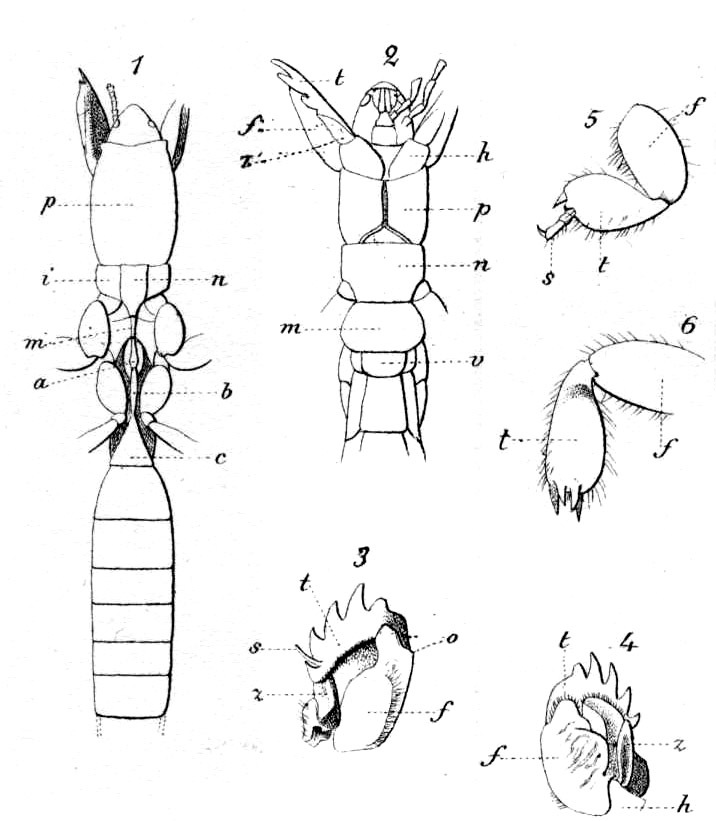 Cylindraustralia kochii (Saussure, 1877): illustrations. (Otu).