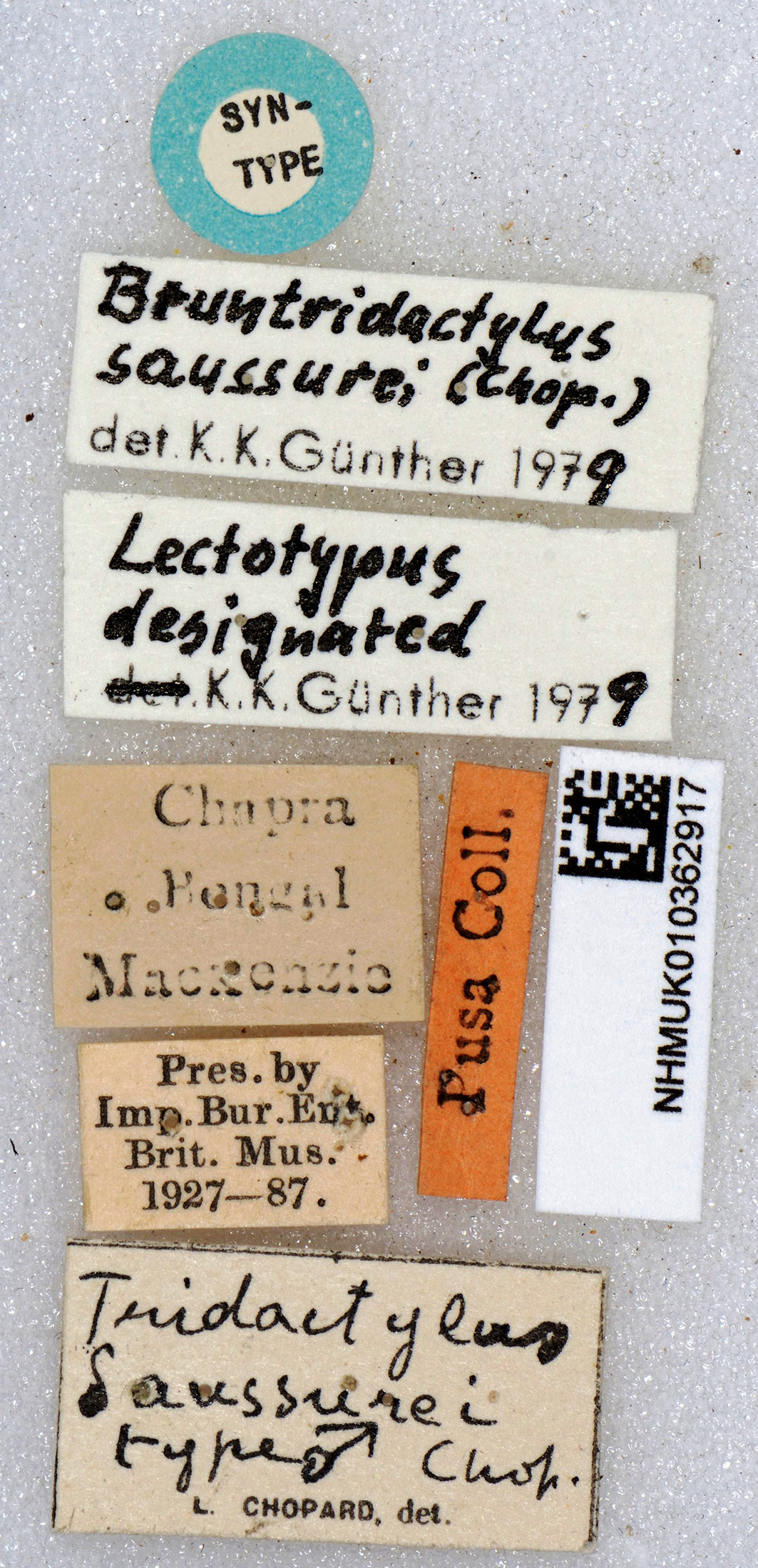 CollectionObject 1517774; fb197175-fcf0-4e05-a487-8ae1d6d8e292, MNHN010362917: labels (lectotype). (CollectionObject).