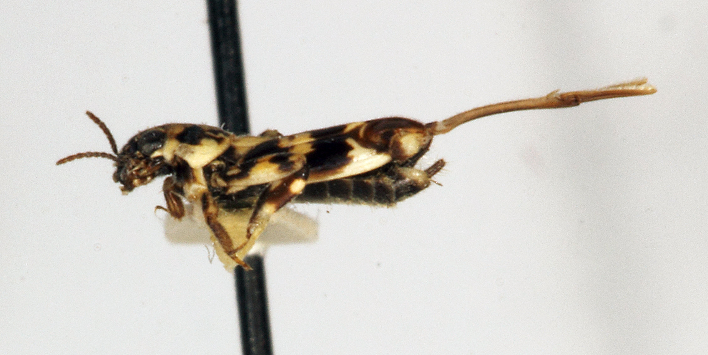 CollectionObject 1527127; f74ec100-37a4-46bb-beb8-82c9d830b1ac: male, lateral view (holotype). (CollectionObject).