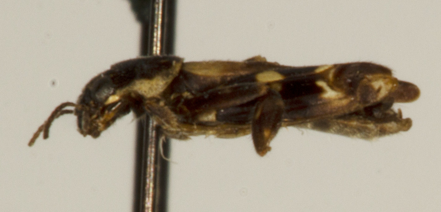 CollectionObject 1527128; 7d08bd0c-3635-4097-b721-c583fce8eac7: male, lateral view (holotype). (CollectionObject).