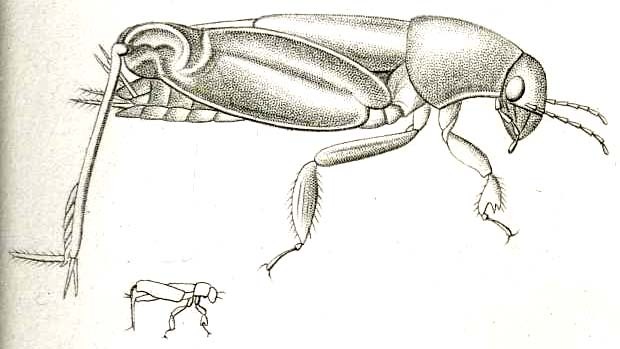 Neotridactylus apicialis (Say, 1825): Pl. VIII, Fig.25. male (Tridactylus fissipes; body length 7.5 mm). (Otu).