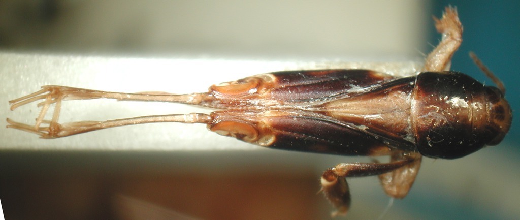 CollectionObject 1537542; e176351e-0034-4700-b6d6-04edbc692f6c: male, dorsal view (holotype of Tridactylus latipes). (CollectionObject).