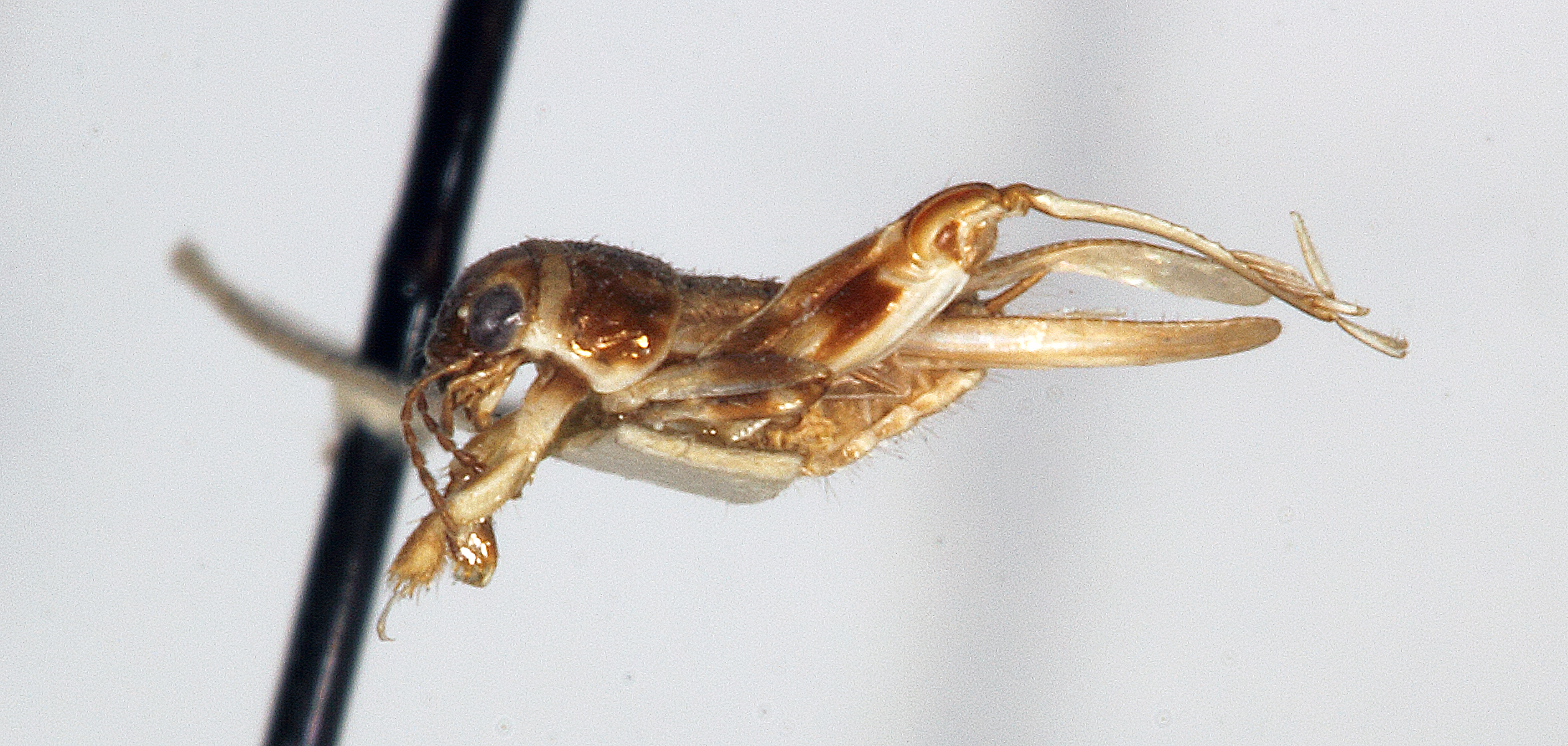 CollectionObject 1527129; edad91c2-d07e-435f-9089-4170a567b8e9: male, lateral view (holotype). (CollectionObject).