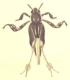 Xya variegata (Latreille, 1809): Pl. II, Fig. 5. habitus, dorsal view. (Otu).