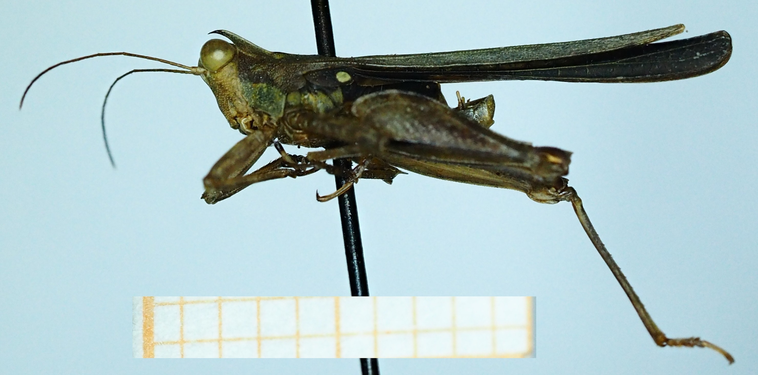 CollectionObject 1597075; 66c4e923-d9e7-4e40-9833-9ccc907e941e: male (no type), lateral view. (CollectionObject).