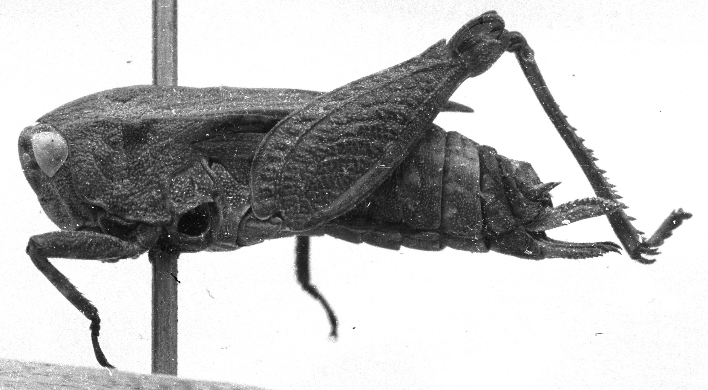 CollectionObject 1523043; 05a12849-ed56-48c7-bcb0-34b65444f74b: female, lateral view (holotype). (CollectionObject).