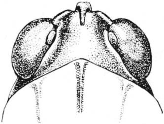Tettigidea empedonepia Hubbell, 1937: Fig. 169. male, head, dorsal view. (Otu).
