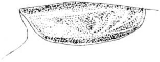Tettigidea prorsa Scudder, 1877: Fig. 190. male, left tegmen. (Otu).