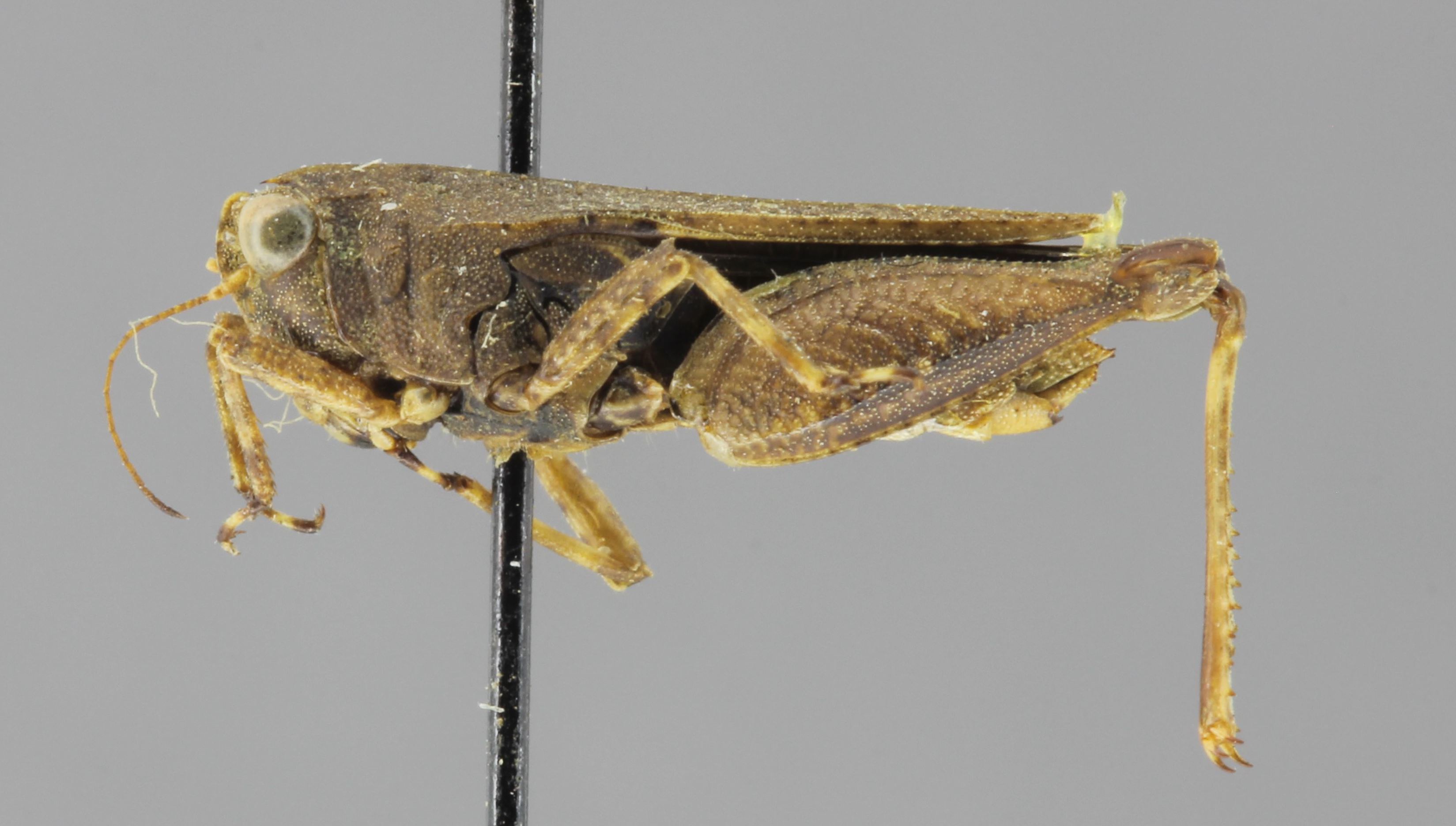 CollectionObject 1523048; d0544f7f-8417-4bdb-b3f6-078a8df346c1: female, lateral view (holotype). (CollectionObject).