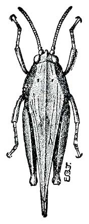 Tettigidea lateralis lateralis (Say, 1824): Fig. 66 (after Lugger). female, dorsal view (body length 12-17 mm, pronotum 10-14 mm). (Otu).