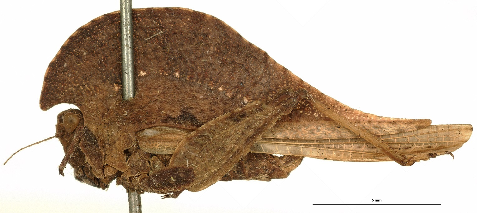 CollectionObject 1476861; OUM 691, e2bb1522-4430-4bdb-9f25-dde9aa10ab23: female, lateral view (holotype). (CollectionObject).
