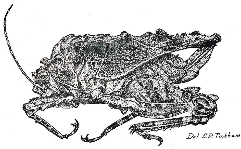 Austrohancockia kwangtungensis (Tinkham, 1936): Pl. 17, Fig. 3 (after holotype). female (body length 13.5 mm, pronotum 13.0 mm). (Otu).