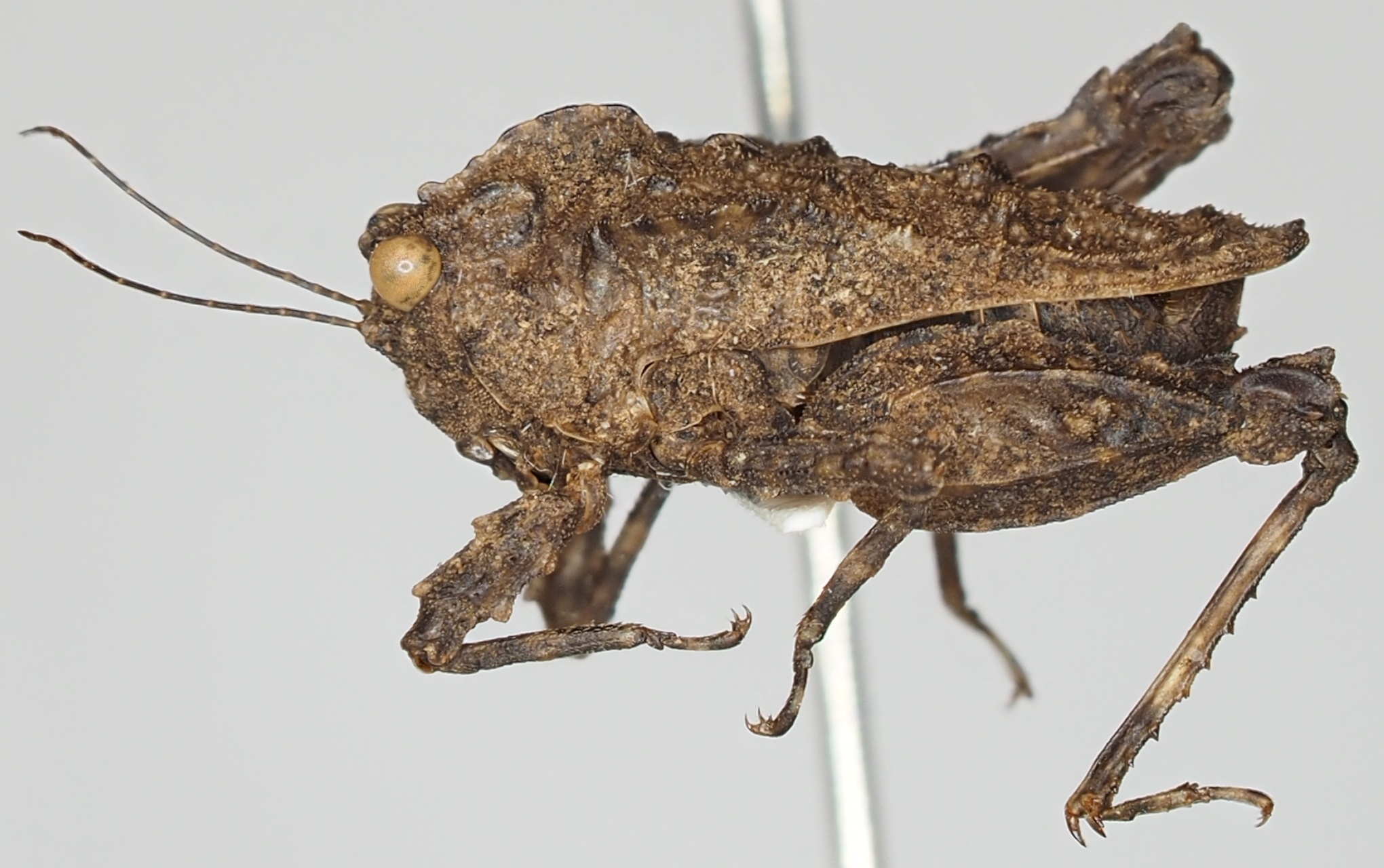 CollectionObject 1577285; aaf32313-4885-4f48-a6b6-df8dc567496f: male, lateral view. (CollectionObject).