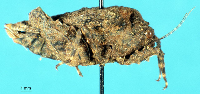 CollectionObject 1537547; c79a63b6-aa74-4ad2-b431-d244e0d459e4: female, lateral view (syntype). (CollectionObject).