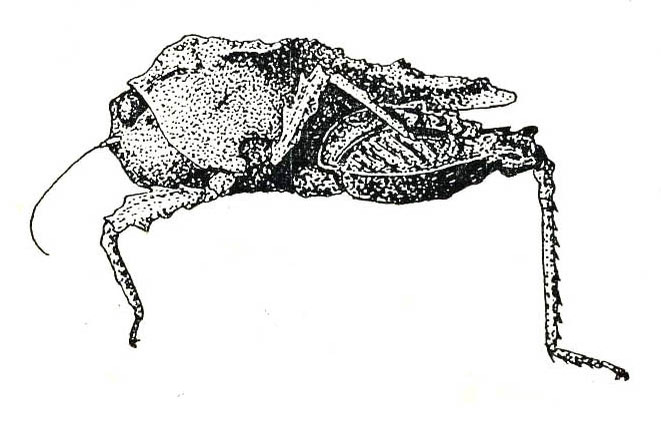 Austrohancockia platynota platynota (Karny, 1915): Fig. 49. male, lateral view (Formosa). (Otu).