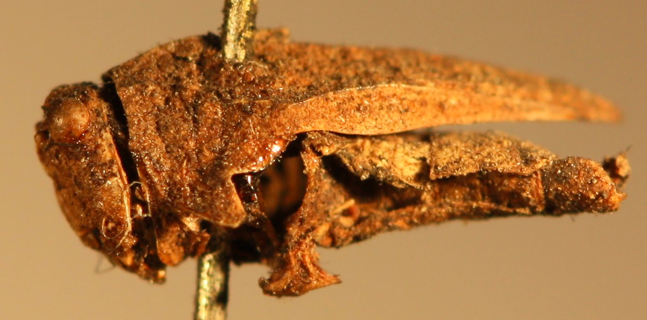 CollectionObject 1540156; 8ea5cba0-a0fb-4310-999c-896fc8f485fd: lateral view, left side (syntype). (CollectionObject).