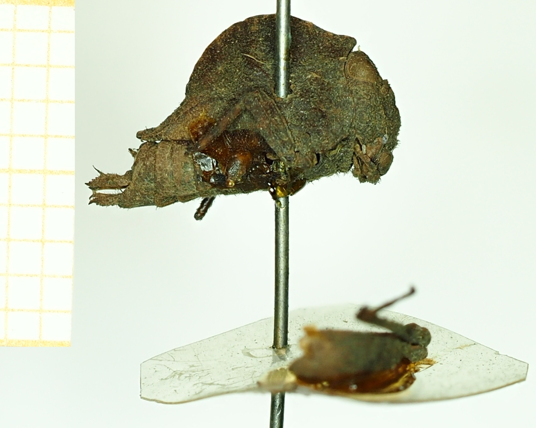 CollectionObject 1532569; 2d1514a2-d716-473f-8a7e-ac047487ca99: female, lateral view (holotype). (CollectionObject).