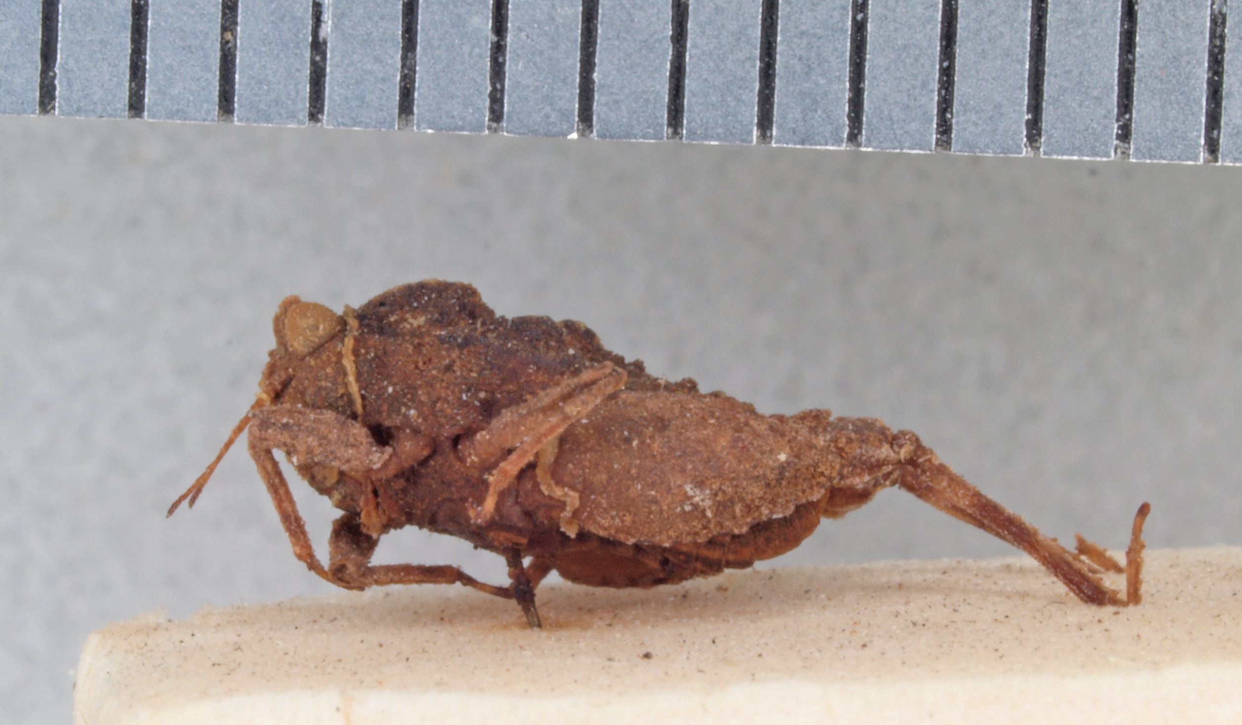 CollectionObject 1523082; a91740e7-1d5d-4f26-8a7b-5314e7457df7: male, lateral view (holotype). (CollectionObject).