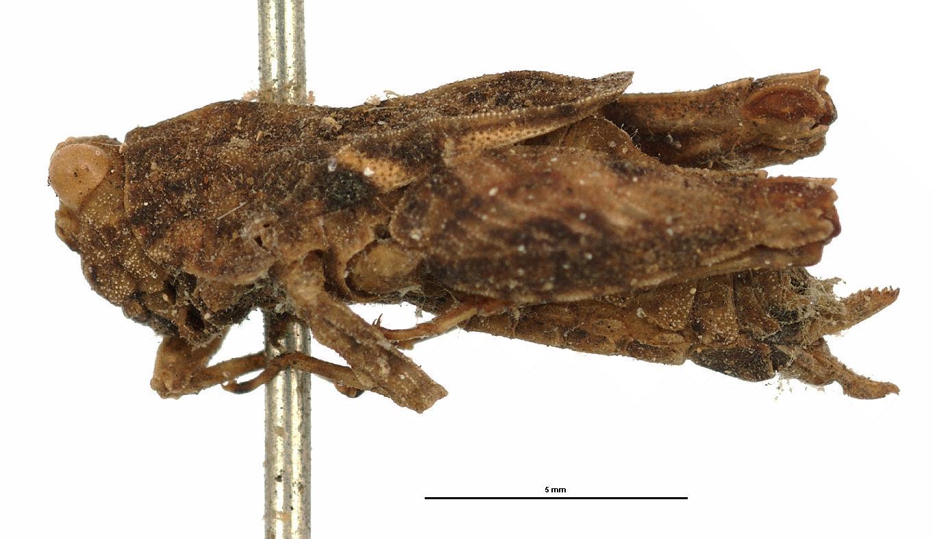 CollectionObject 1521831; 20042116-7489-4a06-a25c-2fbe6facdcac: female, lateral view (holotype). (CollectionObject).