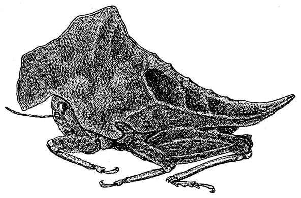 Misythus jubatus Hebard, 1923: Pl. XXIV, Fig. 13 (type). male (body length 11.8 mm, pronotum 17.5 mm). (Otu).