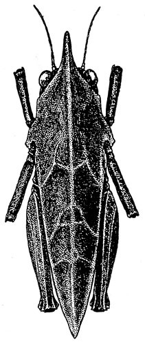 Misythus tinguian Hebard, 1923: Pl. XXII, Fig. 5 (type). female, dorsal view (body length 12 mm, pronotum 14.4-16.3 mm). (Otu).