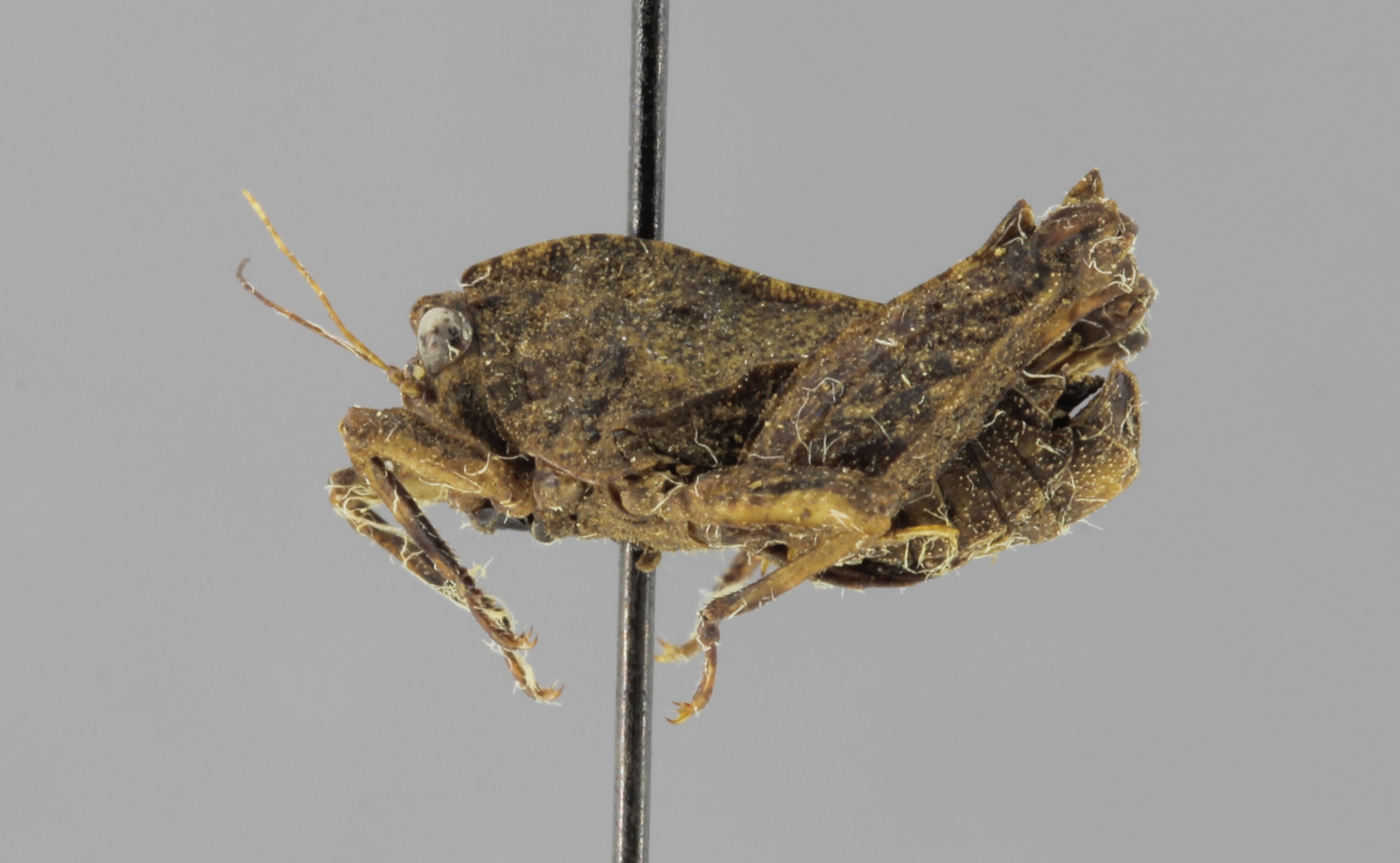CollectionObject 1523454; d9877abc-e54e-496e-a916-20f1b666e9e8: male, lateral view (holotype). (CollectionObject).