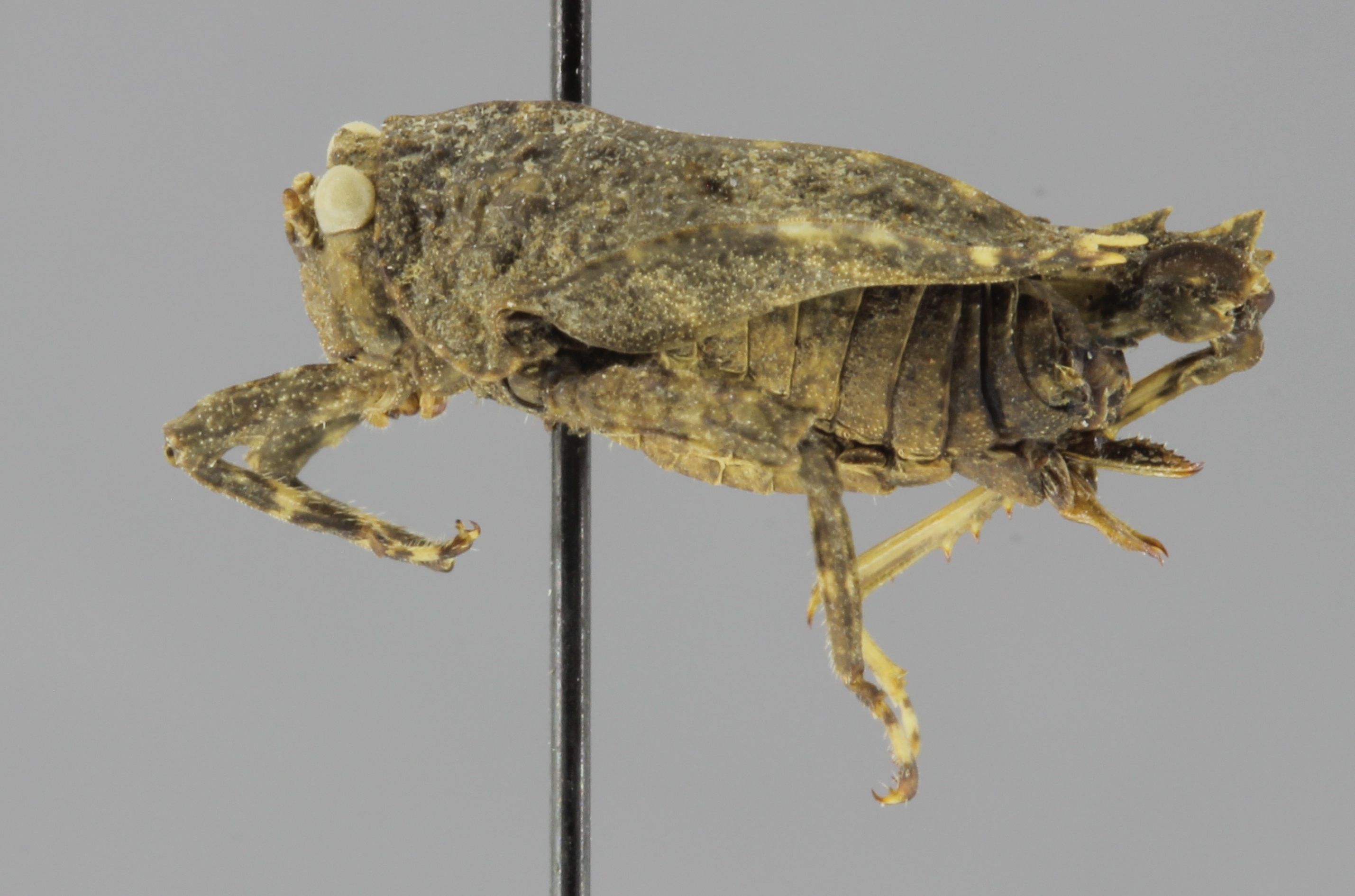 CollectionObject 1523457; d602ccb9-c57e-4340-96bf-37113c9de14a: female, lateral view (holotype). (CollectionObject).