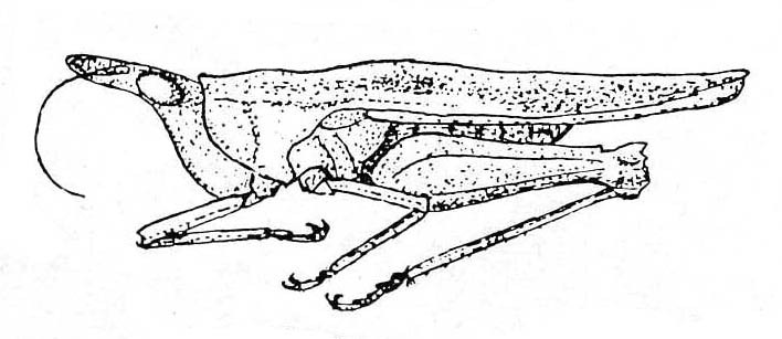 Cleostratus helleri Günther, 1938: Fig. 14. female, lateral view. (Otu).