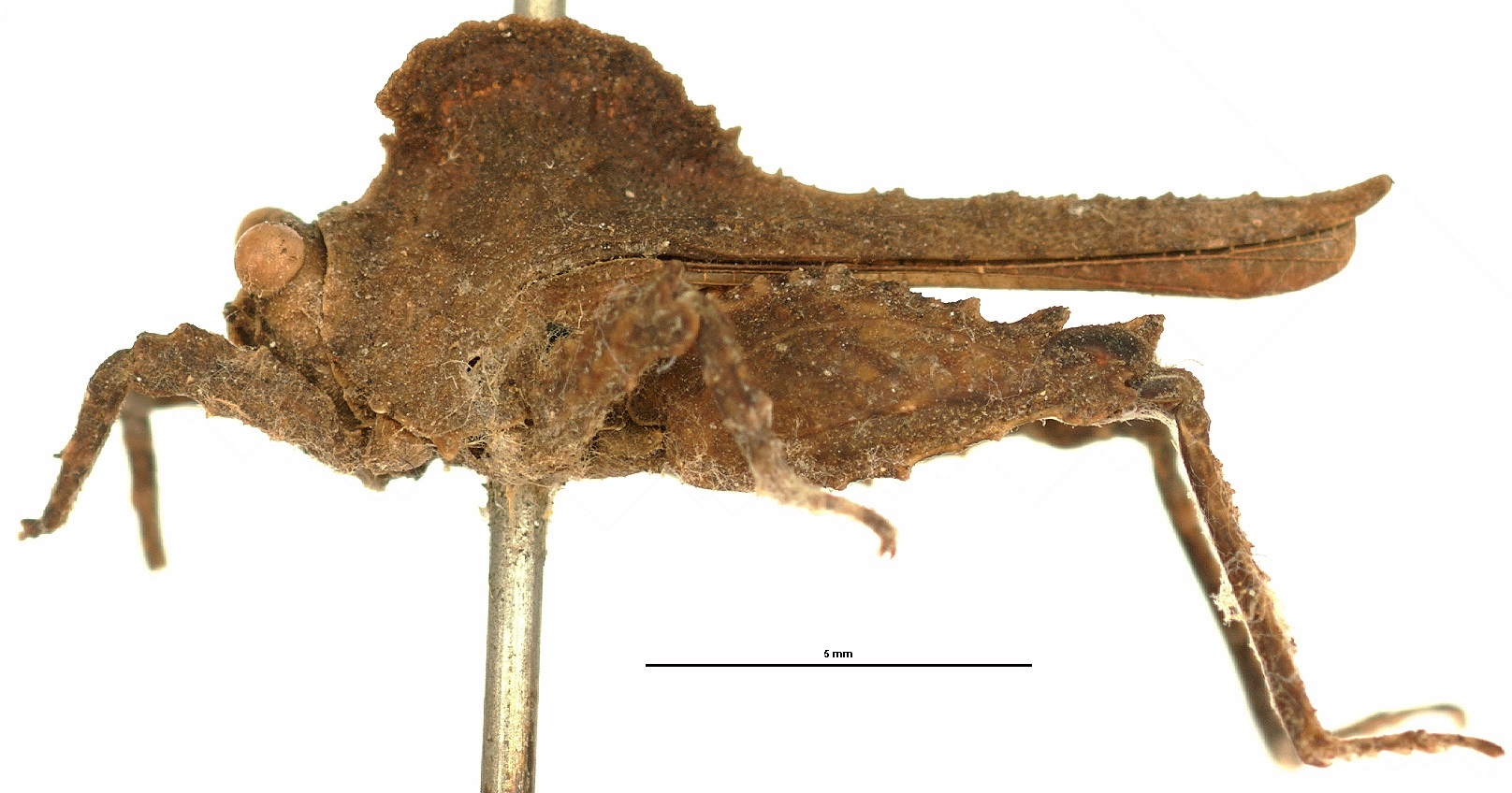 CollectionObject 1521869; OUM 686, f4621b79-b2c1-473a-a870-b1f76cd2582f: female, lateral view (holotype). (CollectionObject).