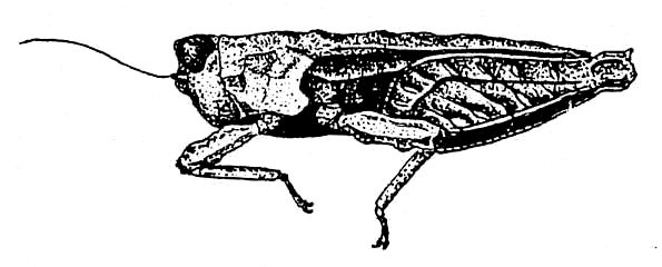 Storozhenkotettix amphinotoides (Günther, 1939): Fig. 46. female, lateral view (pronotum length 8 mm). (Otu).