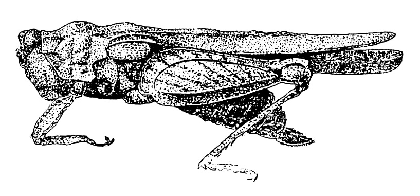 Bolivaritettix sculptus (Bolívar, 1887): Fig. 19 (after type). female, lateral view (pronotum length 17 mm). (Otu).