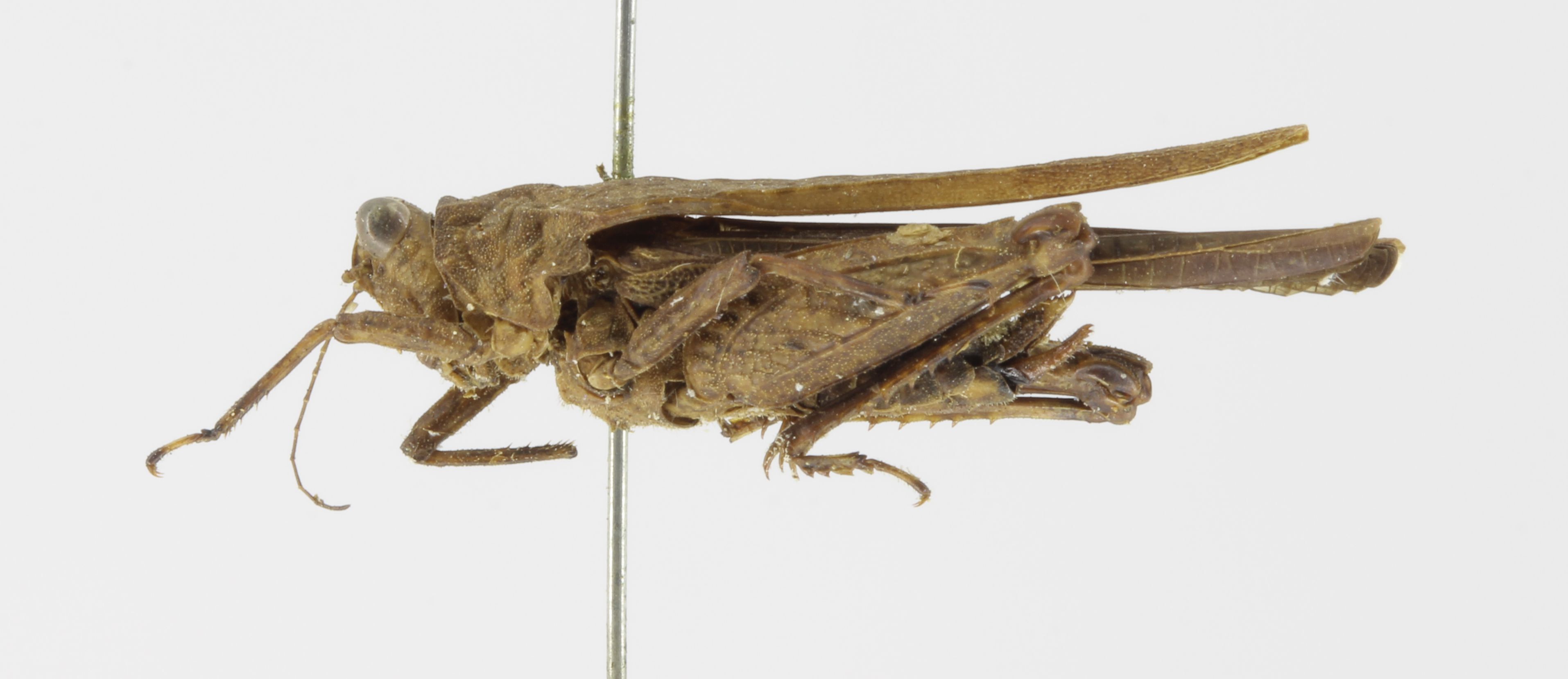 CollectionObject 1523087; 9d6d4eb8-0d11-4961-8b6f-586720e41b40: female, lateral view (holotype). (CollectionObject).