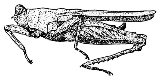 Allotettix otumboides Günther, 1939: Fig. 192. female, lateral view (total lenght 12.6-14.2, pronotum 11.6-12.9). (Otu).