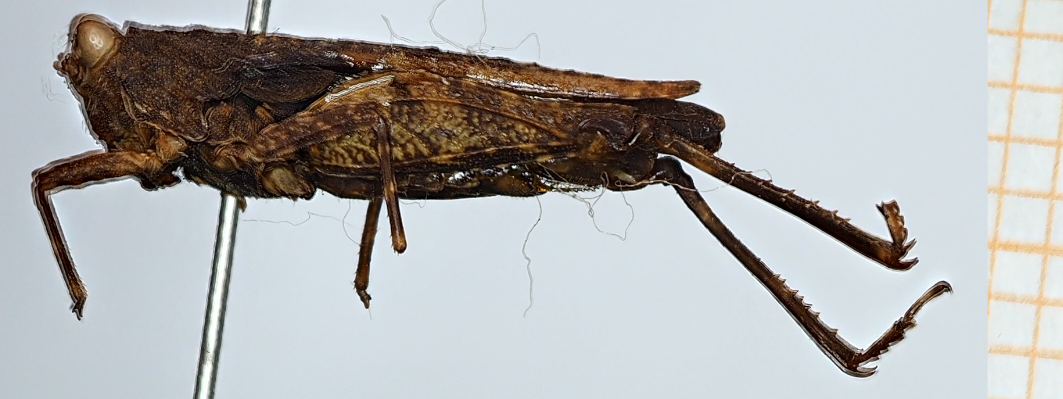 CollectionObject 1584311; fc74b812-5338-455c-9ace-4a1a736f7b4c: female, lateral view (syntype). (CollectionObject).