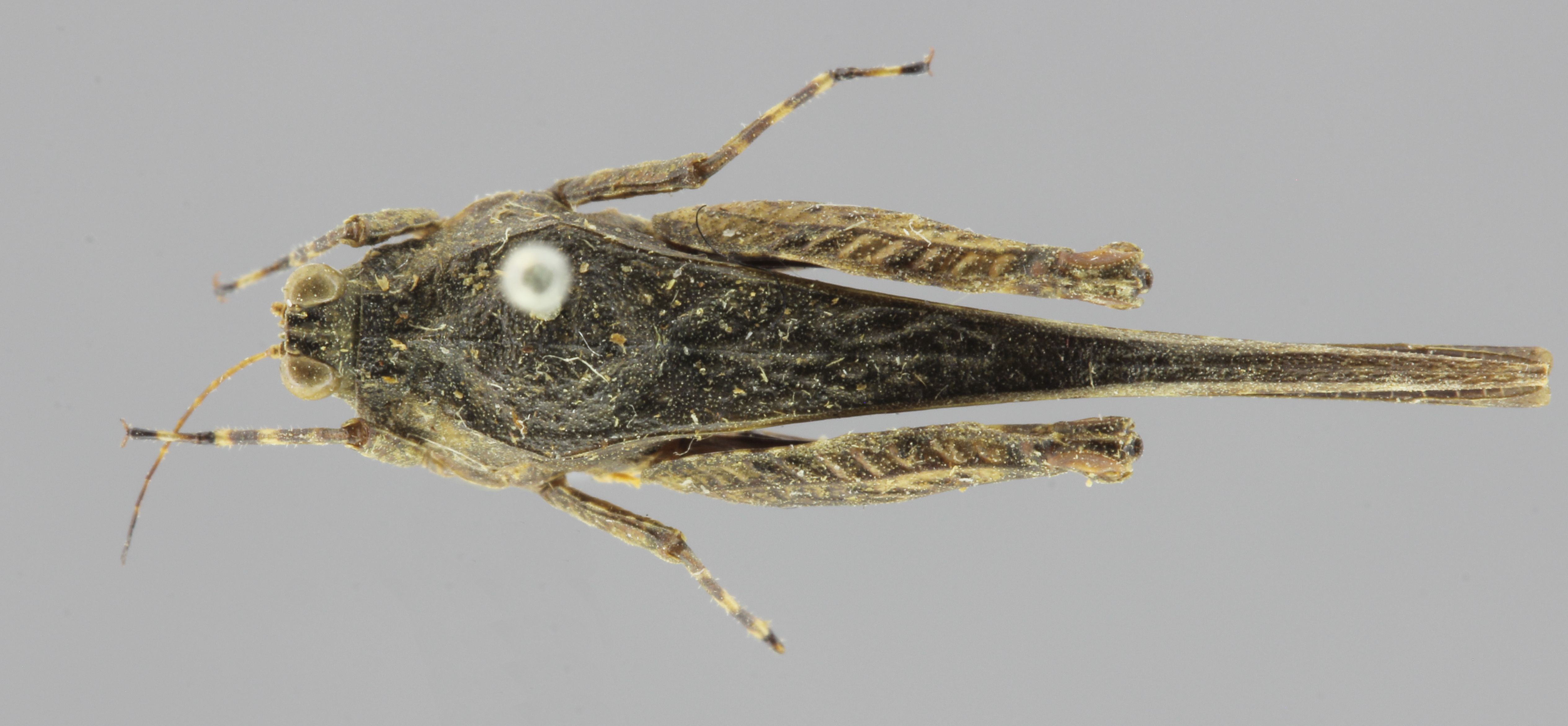 CollectionObject 1523090; d717c9a8-ea69-4c5b-be5d-24207ce28bfb: female, dorsal view (syntype). (CollectionObject).