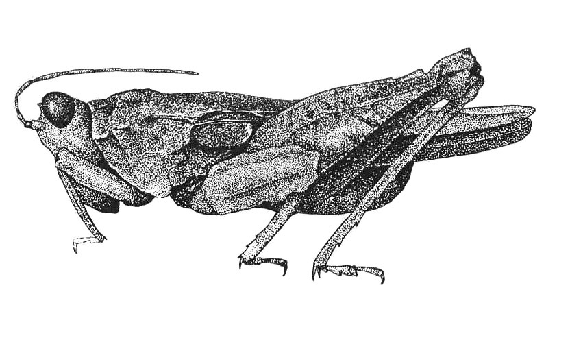Crimisodes undulatum Hebard, 1932: Plate 17, Fig. 5 (after type). male habitus. (Otu).