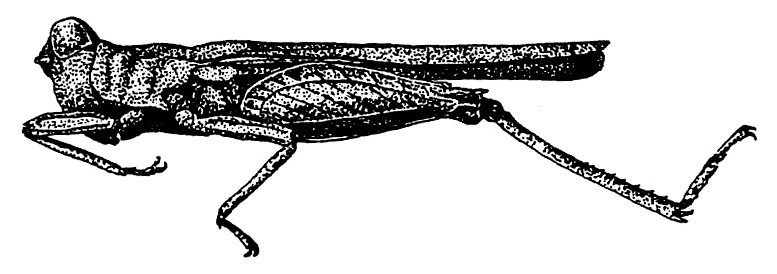 Macromotettix tonkinensis Günther, 1939: Fig. 102. male, lateral view (total length 11.4 mm, pronotum 10.4 mm, hind femur 5.2 mm). (Otu).