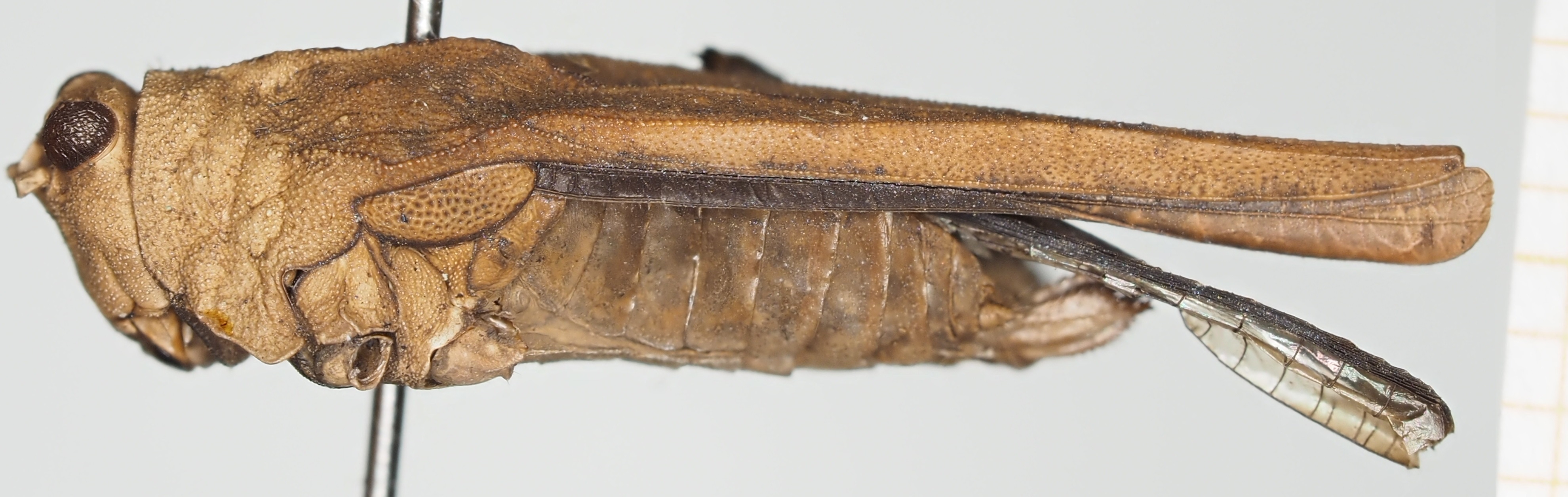 CollectionObject 1517894; 9091b2ba-5795-4d7c-afc4-20ed38528df1, NHMUK10924427: female, lateral view (holotype). (CollectionObject).