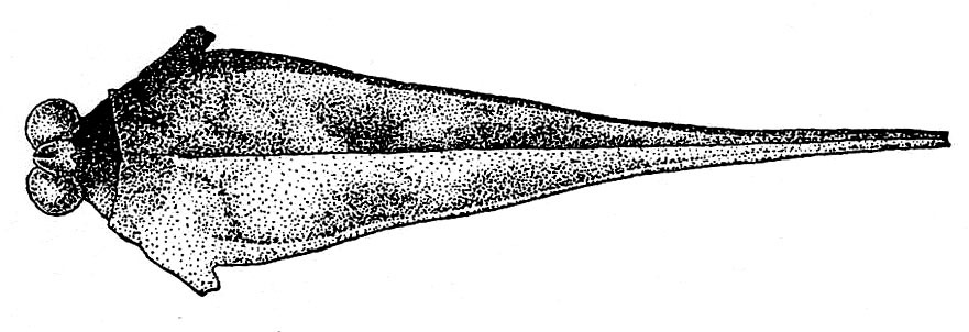 Mazarredia (Prosoaltus) cephalica (Haan, 1843): Fig. 13. female, head and pronotum, dorsal view (pronotum length 14-15.5 mm). (Otu).