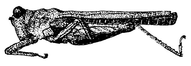 Mazarredia (Rosacris) atypa Bolívar, 1887: Fig. 17 (after type). female, lateral view. (Otu).
