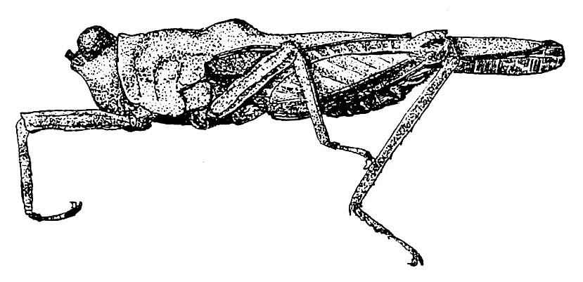 Mazarredia (Rosacris) fuscipes (Stål, 1877): Fig. 16 (cotype from Stockholm). female, lateral view (pronotum length 16.8 mm). (Otu).
